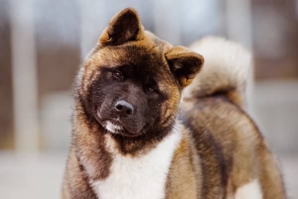 sguardo dolce del cane