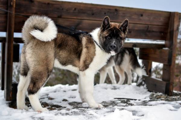 cane resistente alle basse temperature