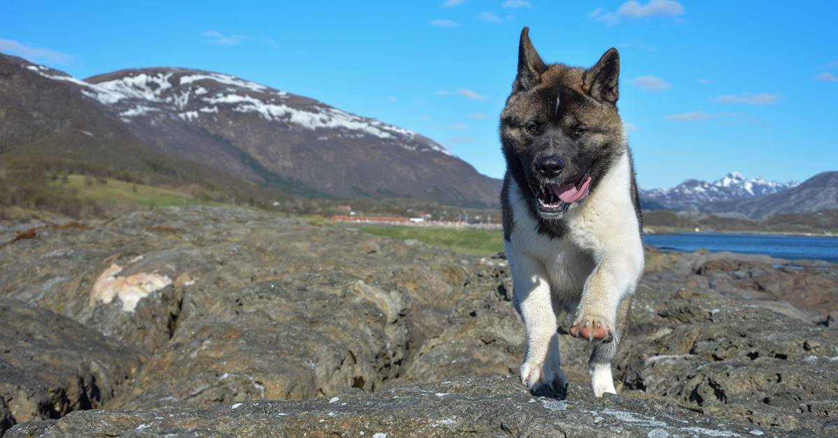 cane che corre in montagna