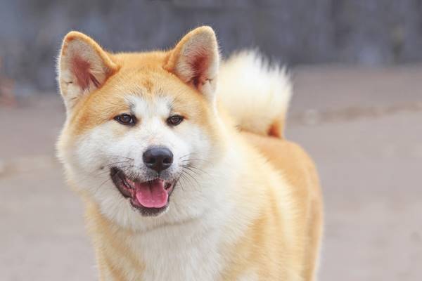 esemplare di akita inu