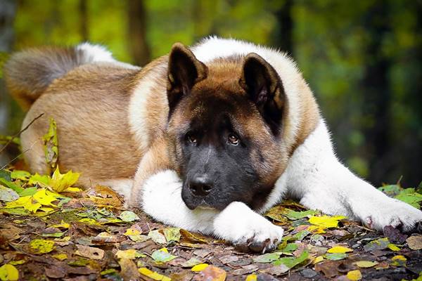 segnali per capire se il cane sta male