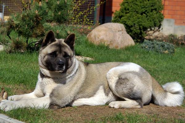 american akita in giardino