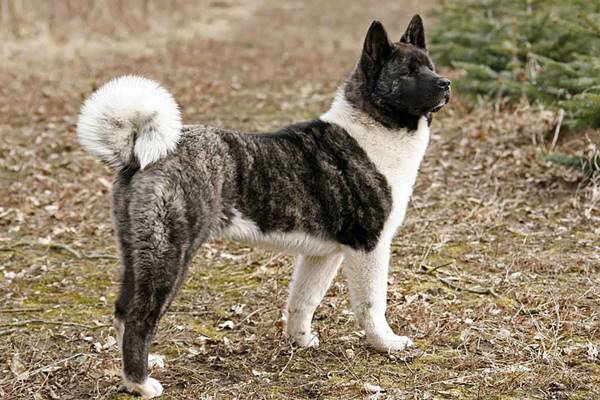 cane con il mantello bianco e tigrato