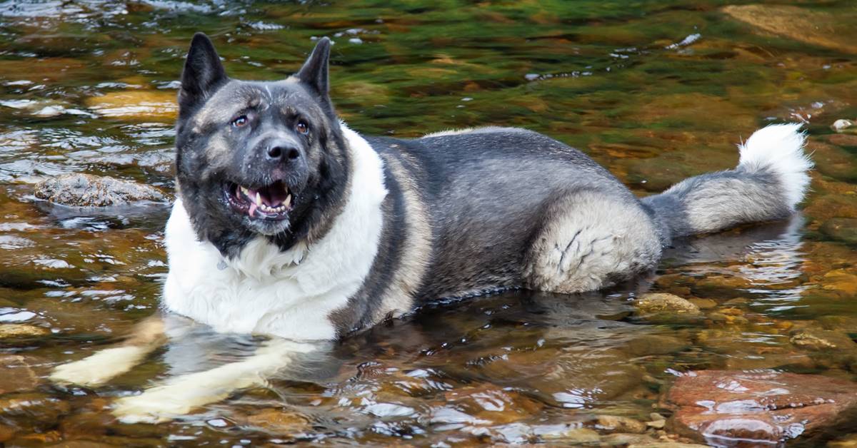 cane che adora l'acqua