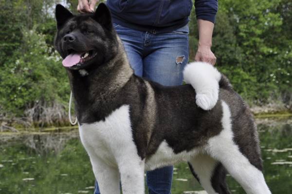 cane con un mantello folto e fitto