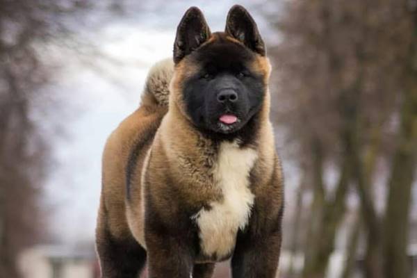 american akita simile all'akita inu