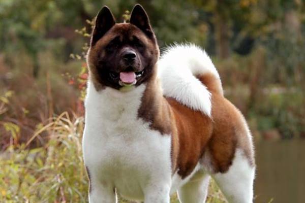 american akita di colore marrone e bianco