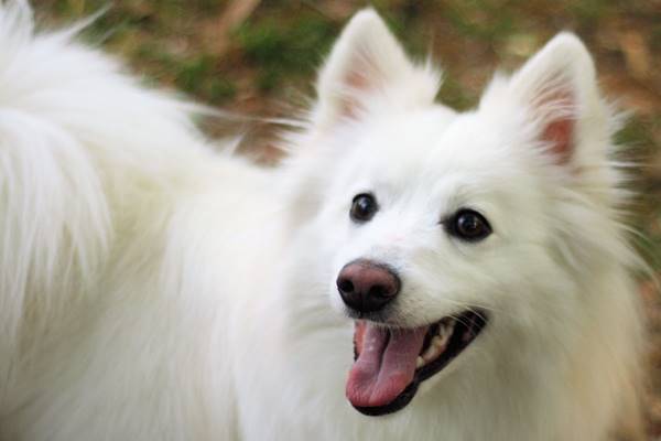 muso dell'american eskimo dog