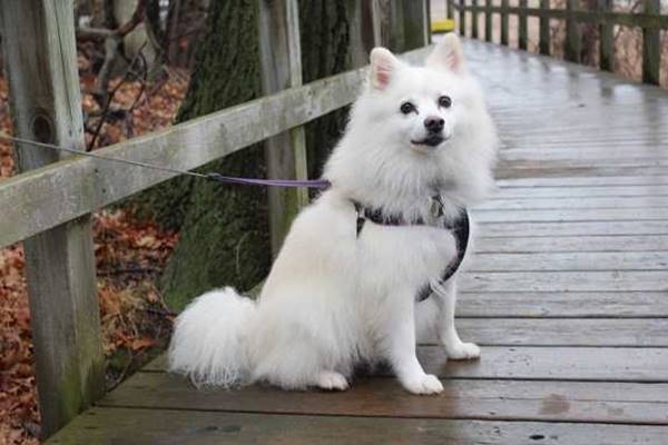 passeggiata con il cane sotto la pioggia