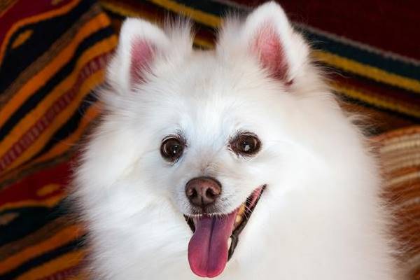 espressione buffa di un american eskimo dog