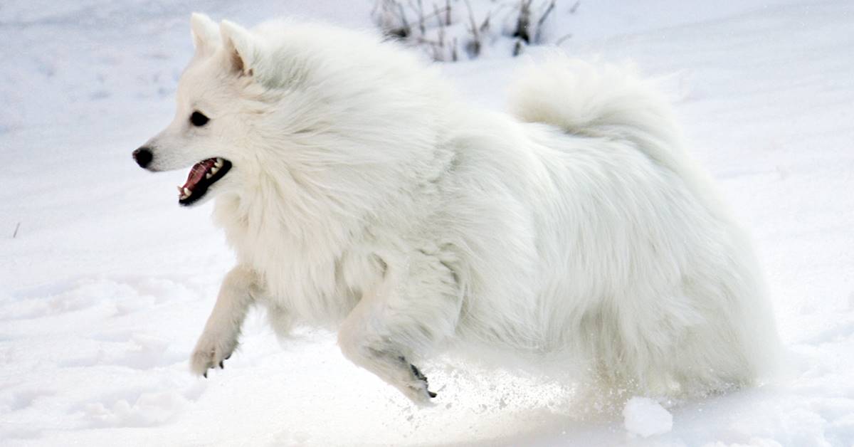 cane che corre sulla neve