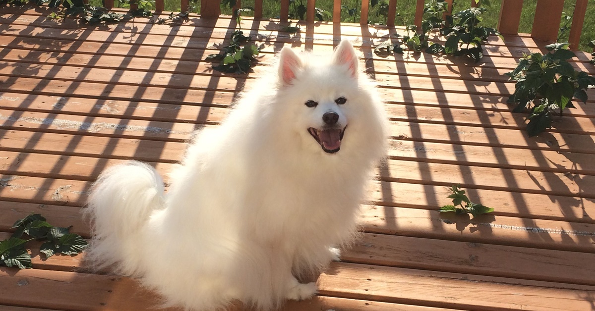 American Eskimo Dog, cosa mangia? Dieta, snack e consigli alimentari