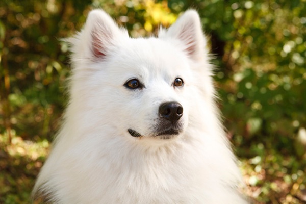 sguardo dolce del cane