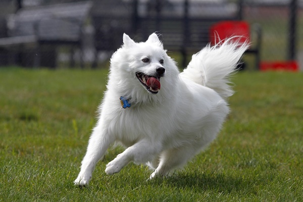 cane che corre in una competizione