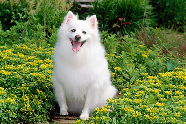 cane bianco in un campo di fiori