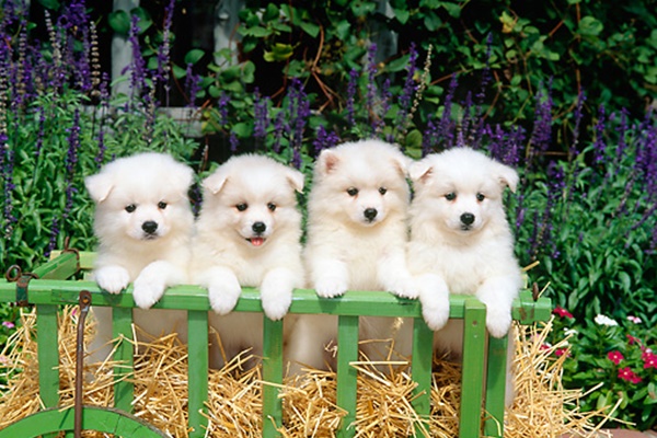 cuccioli di american eskimo dog