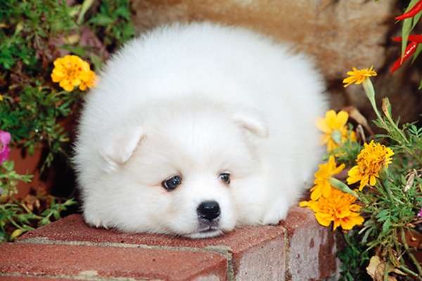 cucciolo bianco con il pelo lungo e morbido