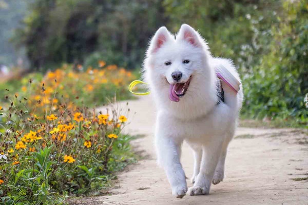 cane che fa una passeggiata all'aria aperta