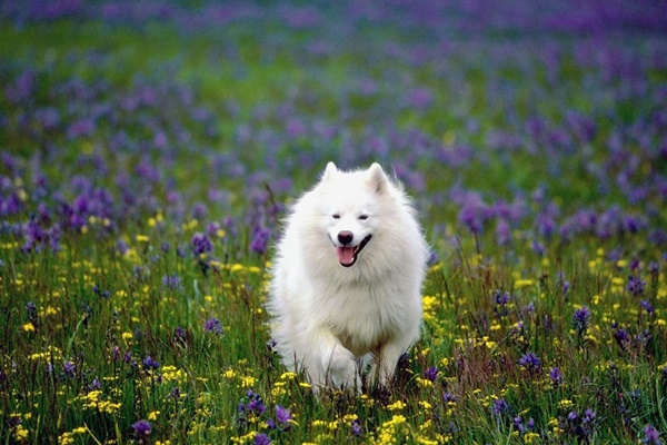 american eskimo dog corre tra i fiori