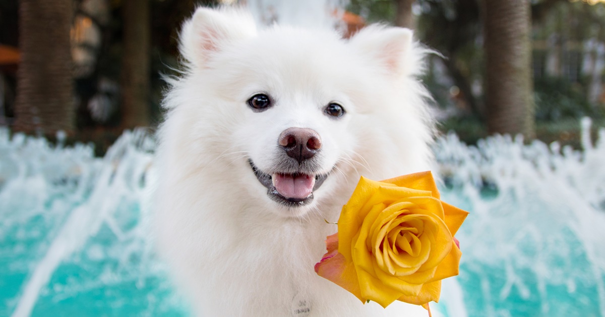 American Eskimo Dog, immagini e foto bellissime di questo cane