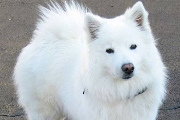 cane dallo sguardo arguto e intelligente