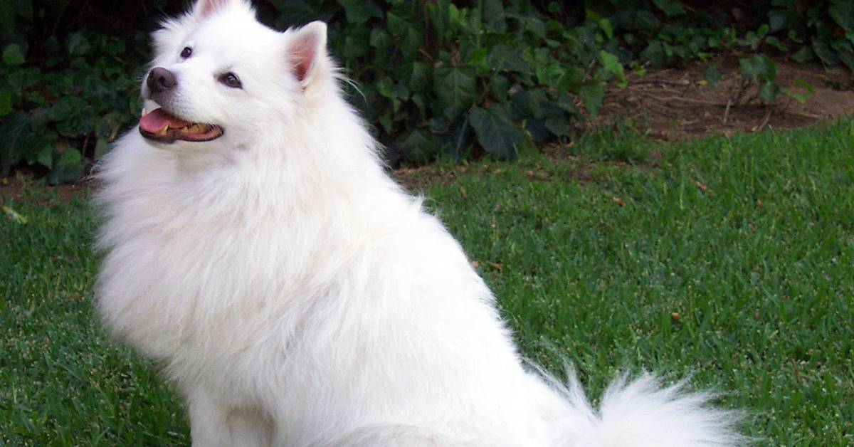 cane di tipo spitz a pelo bianco