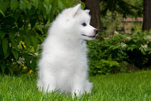 cucciolo di american eskimo dog