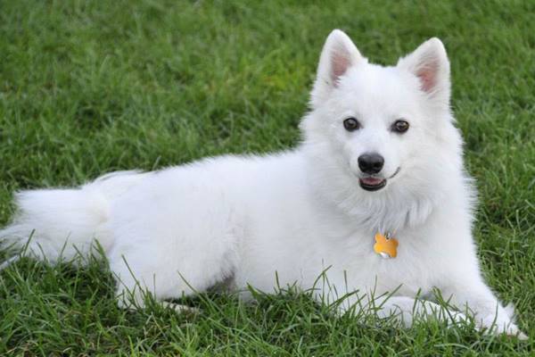 collarino e medaglietta per cani