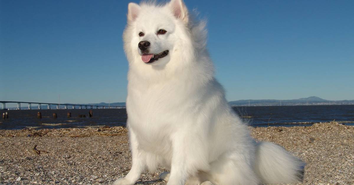 American Eskimo Dog, toelettatura: come farla al meglio