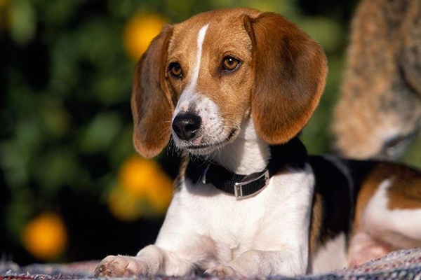 carattere dell'american foxhound