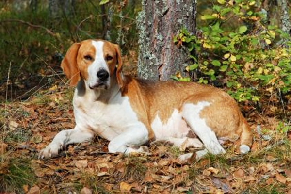 cane di colore bianco e marrone