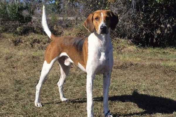 cane da seguita simile al foxhound inglese