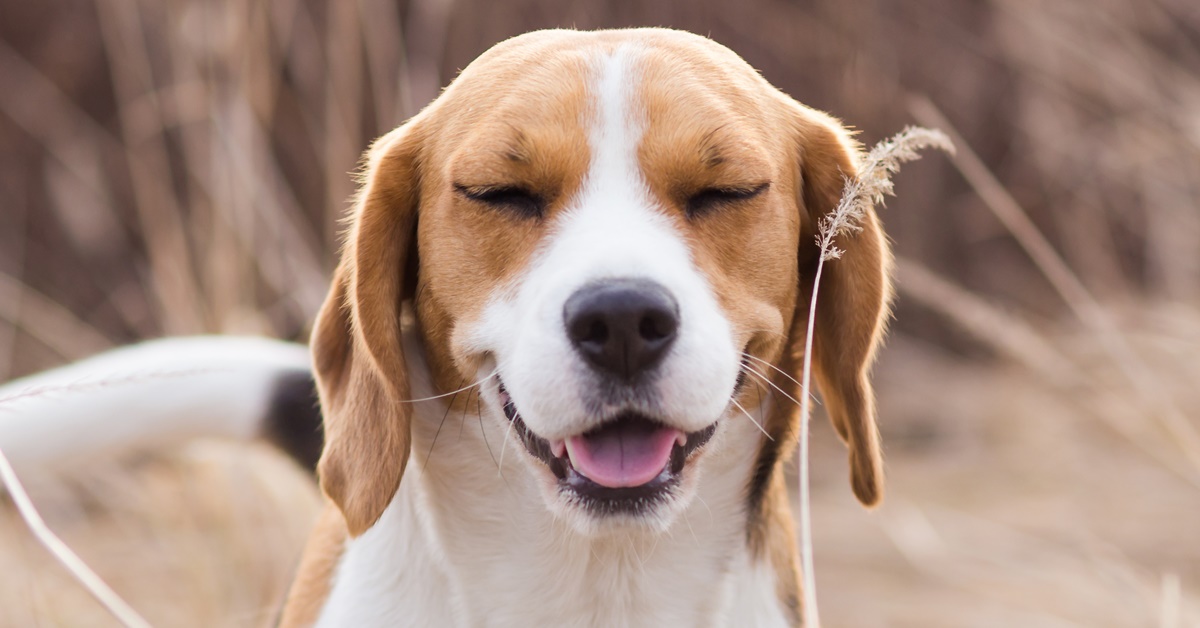 cane che sorride felice