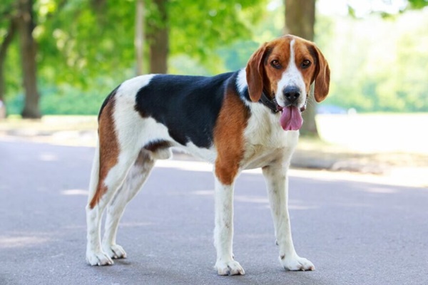 esemplare di american foxhound