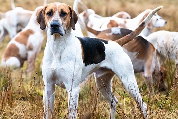 esemplare di english foxhound