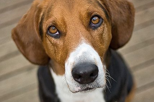 sguardo dolce del cane