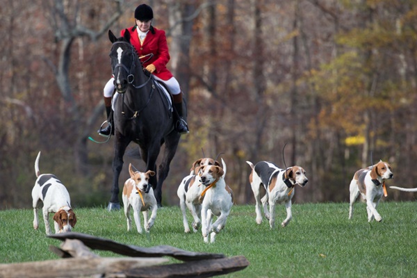 cani che corrono insieme a un cavallo