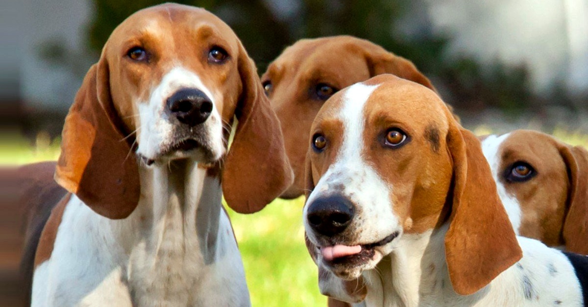 American Foxhound: storia e origini di questo cane fierissimo