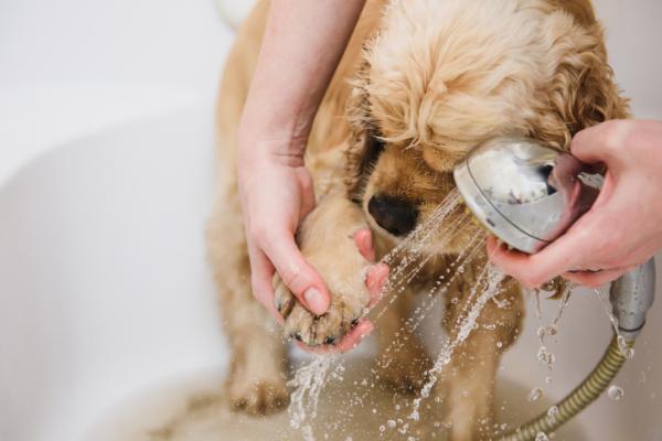 bagno al cucciolo