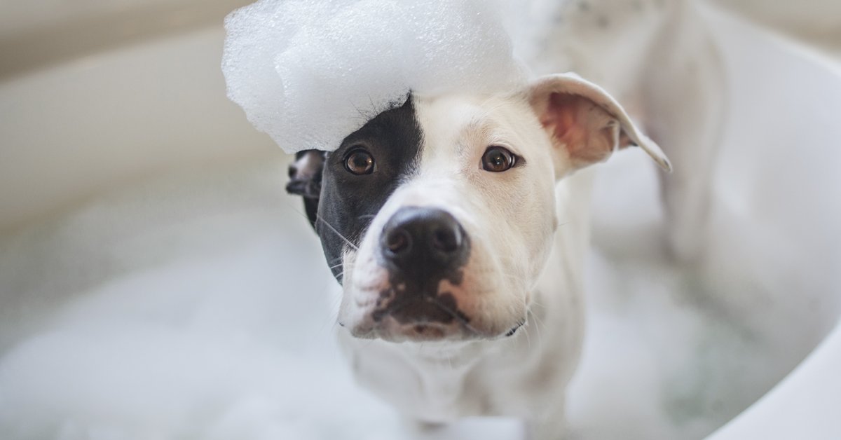 Bagno d’estate al cane: quando e come farglielo, senza stress o rischi