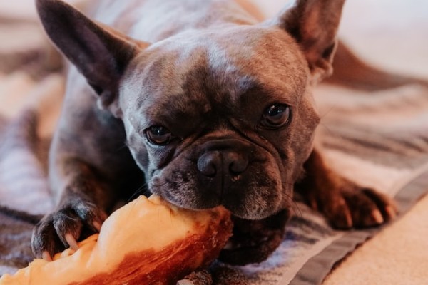 cibi con carboidrati per il cane