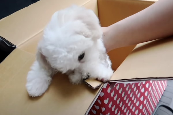 bichon cucciolo nello scatolone