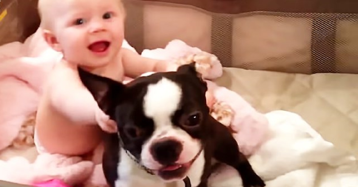 Boston terrier gioca con la sua piccola umana preferita (VIDEO)