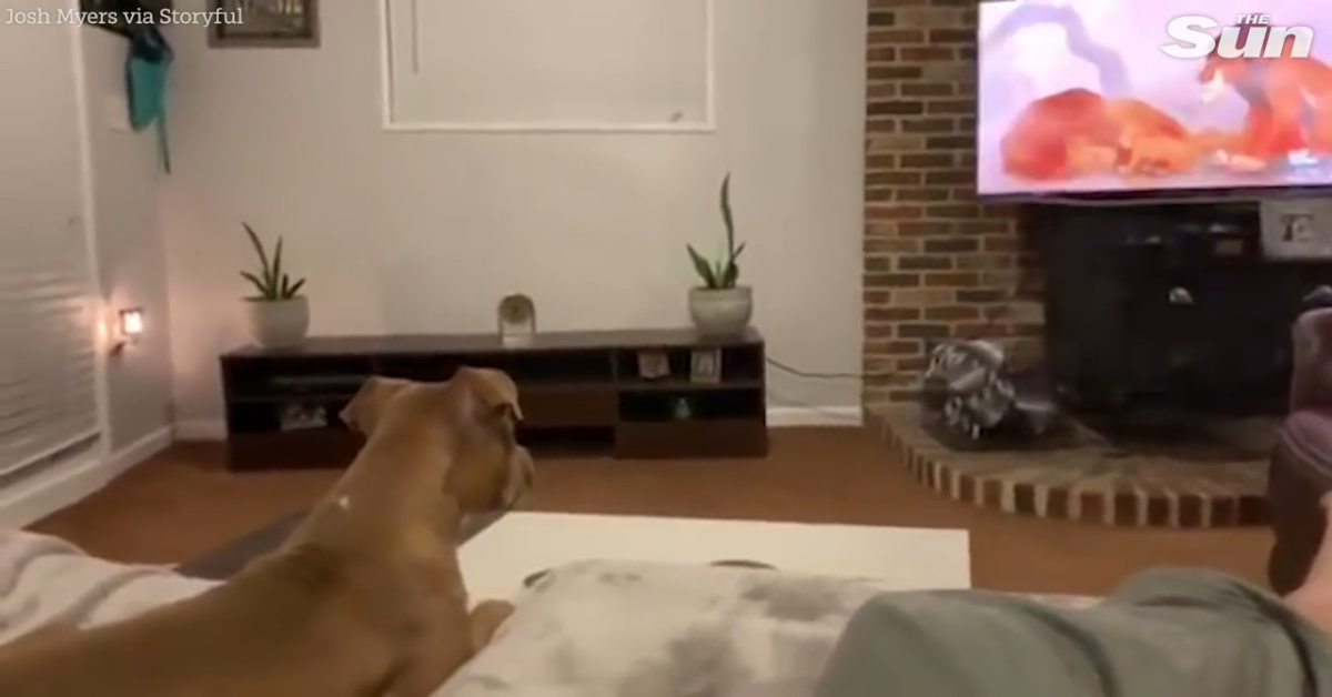 Cagnolina Luna piange per la morte di Mufasa(VIDEO)