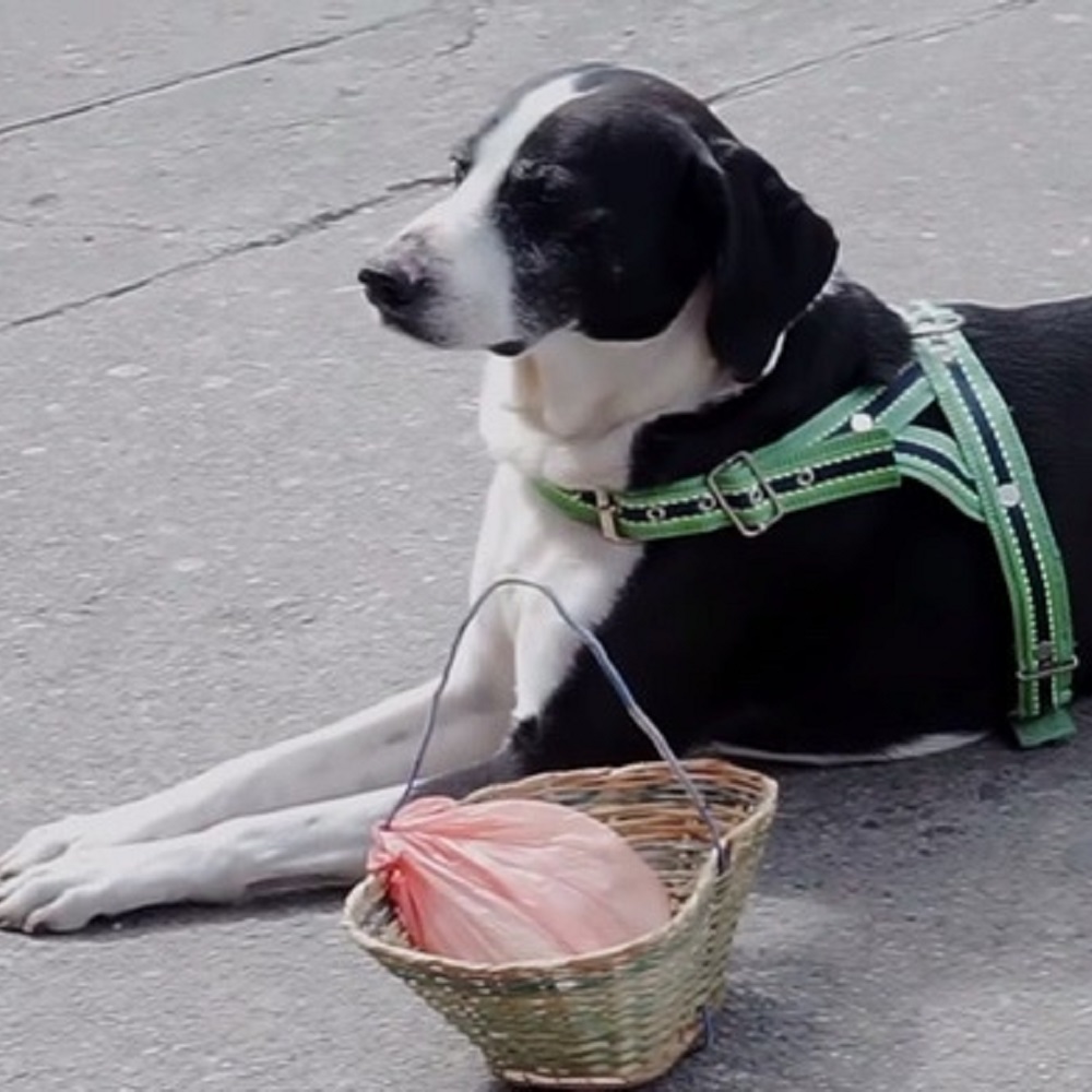 Niño cagnolino legame speciale proprietario