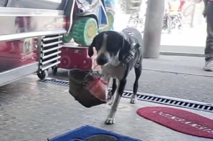 Niño cane aiuta proprietario durante pandemia