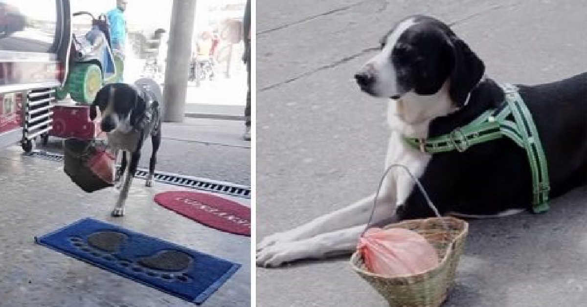 Cane aiuta il proprietario con le compere in un modo originale (VIDEO)