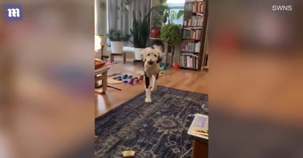 Bunny, il cane che comunica con le parole