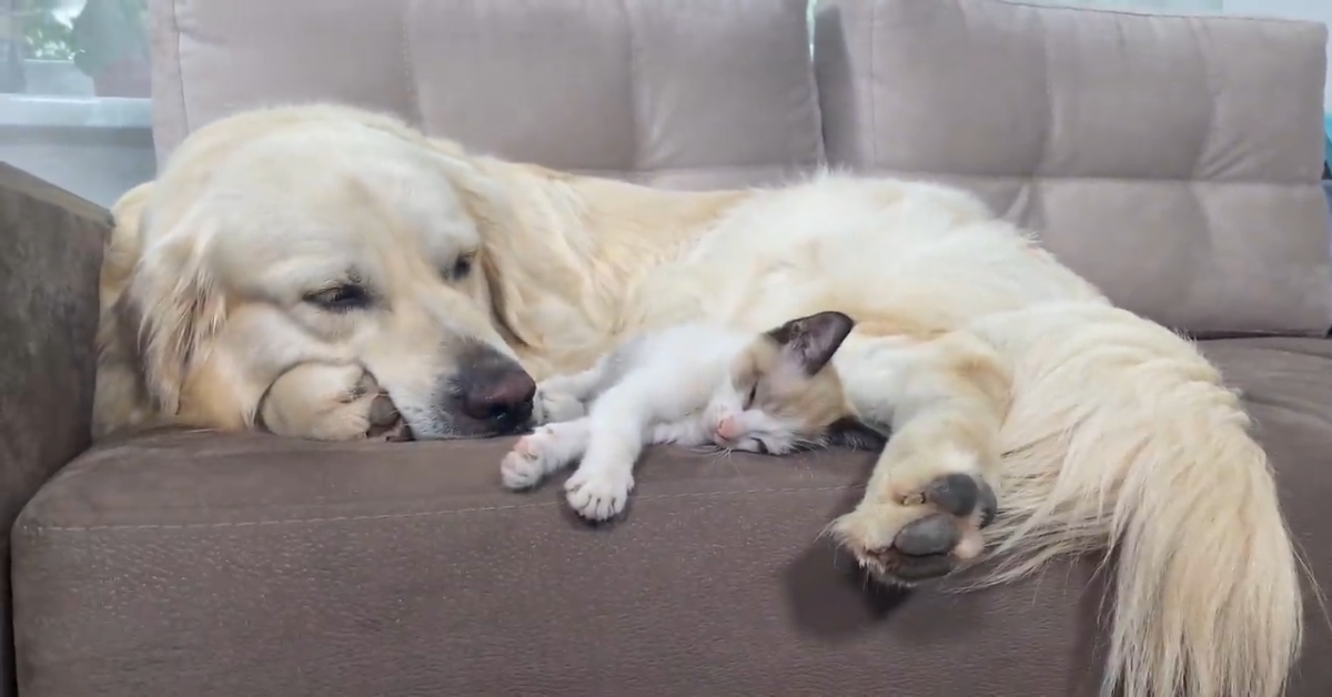 Cane e gattino dormono insieme per la prima volta: la nanna è tenerissima (VIDEO)