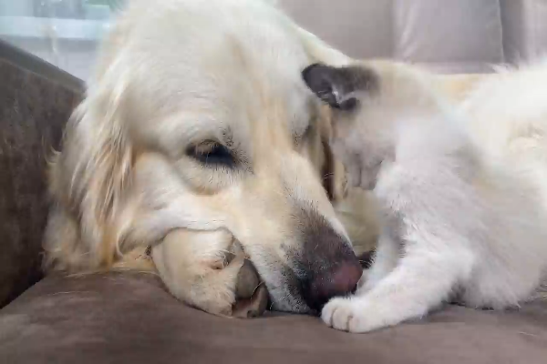 cane e gattino